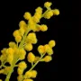 Branche MIMOSA artificielle 70 cm - détails