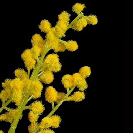 Branche MIMOSA artificielle 70 cm - détails