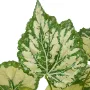 BEGONIA ANGEL artificiel vert/crème 40 cm - feuillage