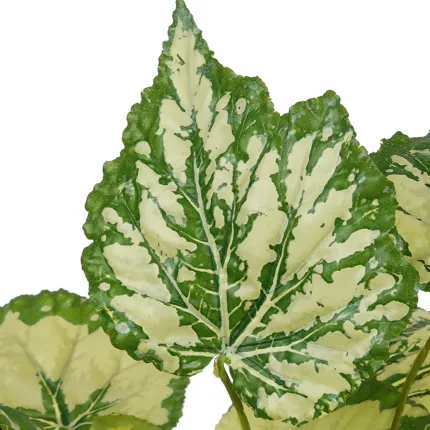 BEGONIA ANGEL artificiel vert/crème 40 cm - feuillage