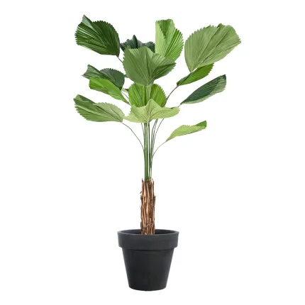 LICUALA GRANDIS artificiel  200 cm - en pot de présentation