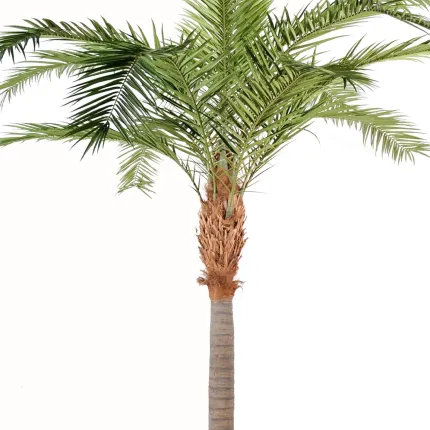 palmier PHOENIX artificiel CANARIENSIS  350 et 420 cm - tronc