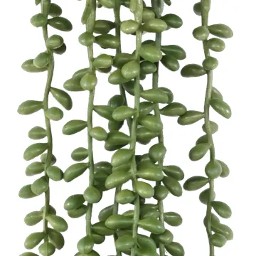 CRASSULA KLEINIA artificiel (collier de perle) 60 cm - perle détails