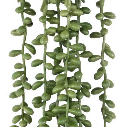 CRASSULA KLEINIA artificiel (collier de perle) 60 cm - perle détails
