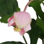 MEDINILLA artificiel 45 cm sur motte - fleur détails