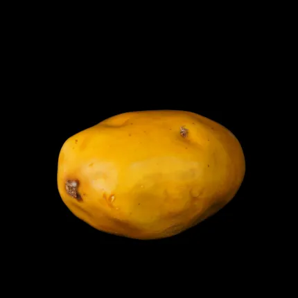 POMME DE TERRE artificielle 9 x 6.5 cm - de dos