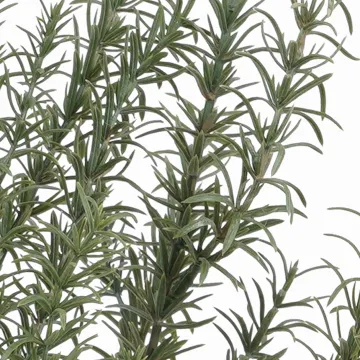 ROMARIN artificiel 60 cm - détails brins