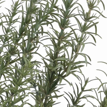 ROMARIN artificiel 60 cm - détails brins