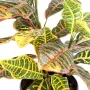 CROTON artificiel 70 cm - détails couleurs