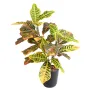 CROTON artificiel 70 cm