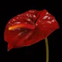 ANTHURIUM artificiel rouge 69 cm - détails fleur