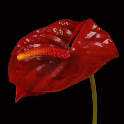 ANTHURIUM artificiel rouge 69 cm - détails fleur