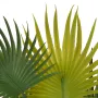 PALMIER artificiel éventail baby 35 cm en pot - feuilles