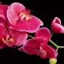 ORCHIDEE artificielle 97 cm retombante - détails fleurs