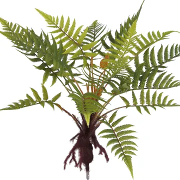 FOUGERE artificielle mexicaine sur racine 45 cm