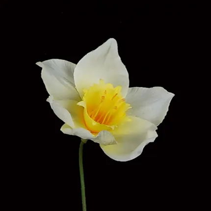 NARCISSE artificielle 68 cm - détails fleur