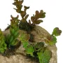SUCCULENTES artificielles sur rocaille 16 cm - modèle  B en détails
