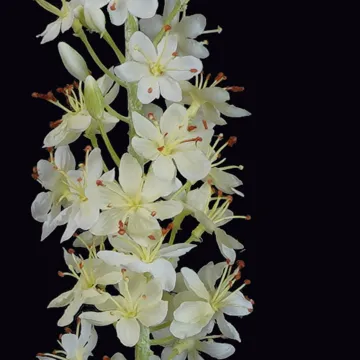 EREMURUS ou LIS DES STEPPES artificiel 107 cm - détails fleurs