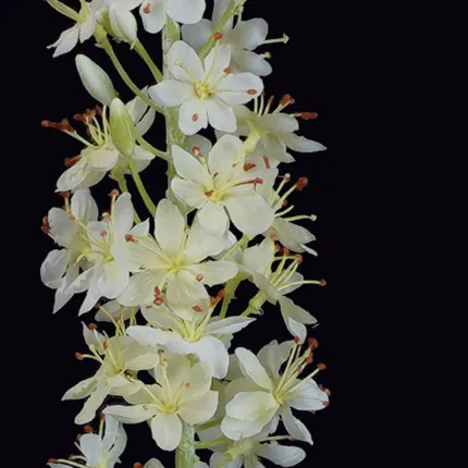 EREMURUS ou LIS DES STEPPES artificiel 107 cm - détails fleurs