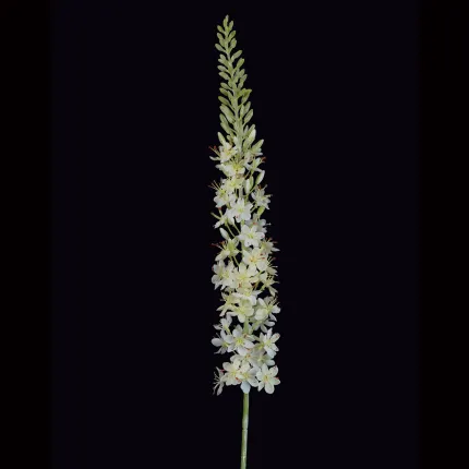 EREMURUS ou LIS DES STEPPES artificiel 107 cm sur fond