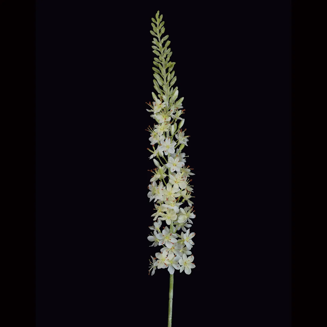 EREMURUS ou LIS DES STEPPES artificiel 107 cm sur fond