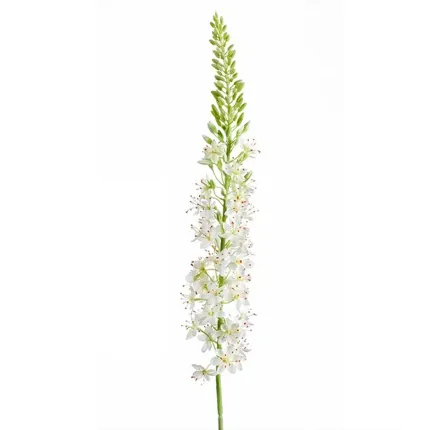 EREMURUS ou LIS DES STEPPES artificiel 107 cm