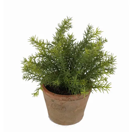 ASPARAGUS artificielle en pot 24 cm