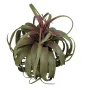 TILLANDSIA STREPTOPHYLLA artificiel 82 cm - vu par dessus
