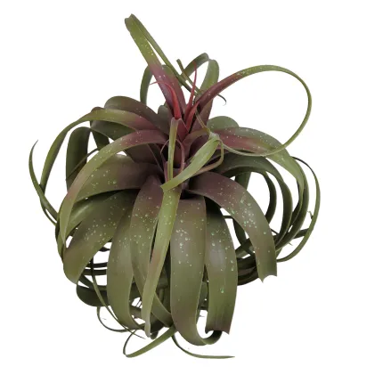 TILLANDSIA STREPTOPHYLLA artificiel 82 cm - vu par dessus