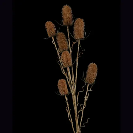 CHARDON artificiel 110 cm esprit sec - sur fond