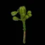 CACTUS artificielle 18 cm sur fond noir