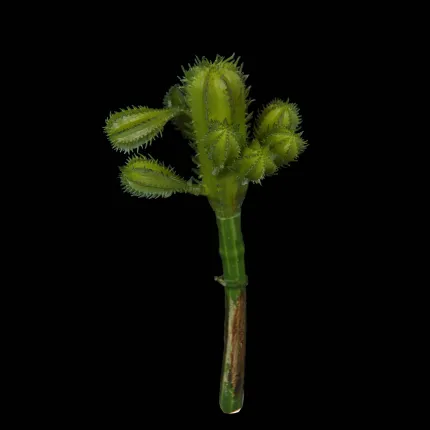 CACTUS artificielle 18 cm sur fond noir