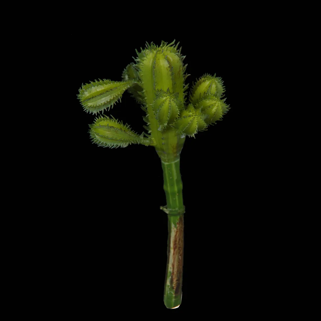 CACTUS artificielle 18 cm sur fond noir