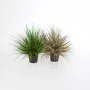 comparaison ONION GRASS artificiel AUTOMNE et  vert
