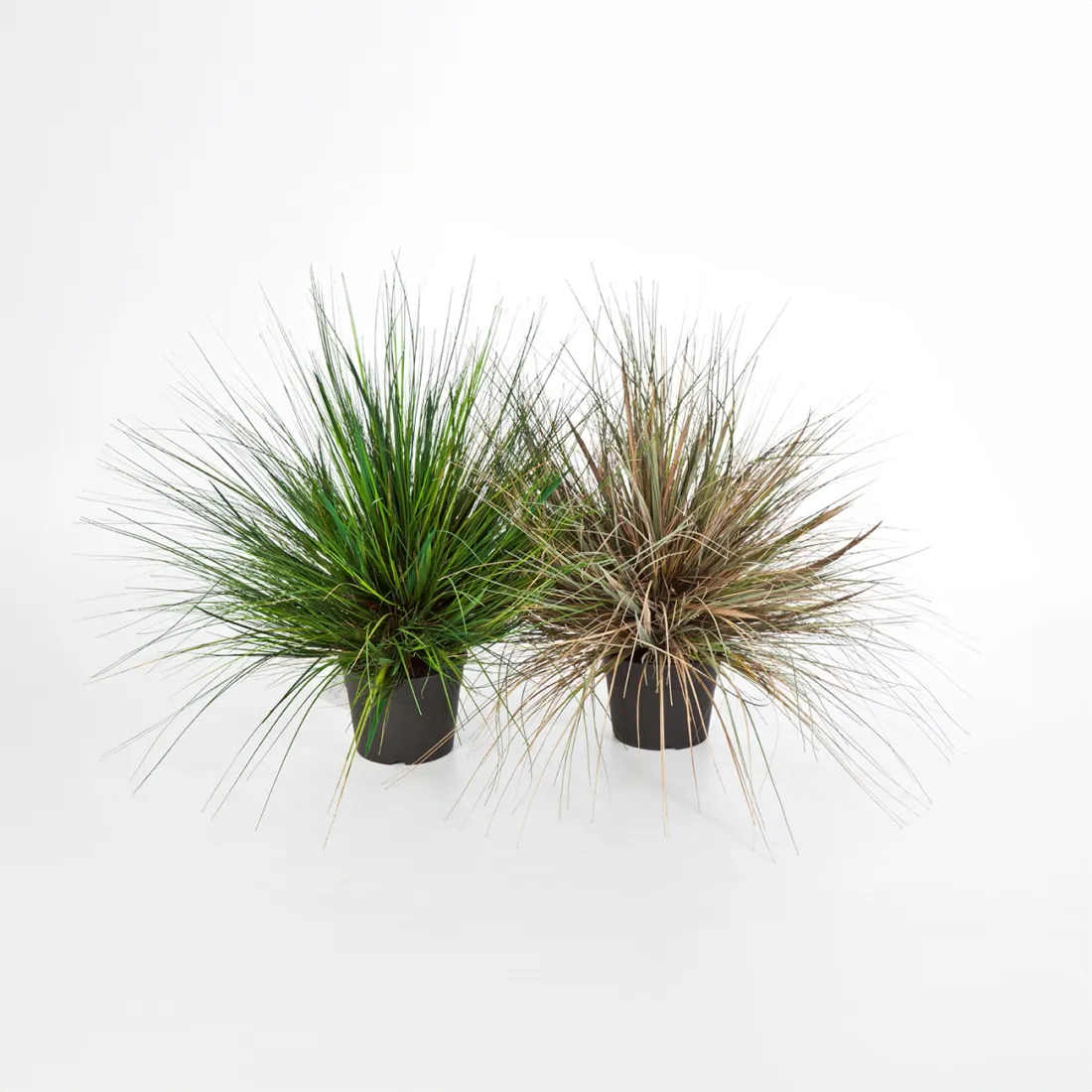 comparaison ONION GRASS artificiel AUTOMNE et  vert