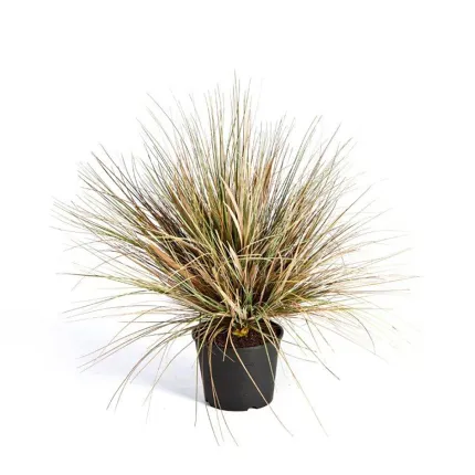 ONION GRASS artificiel AUTOMNE 65 cm