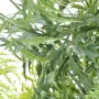 ARALIA artificiel MING NITIDA  150 et 180 cm - feuilles détails