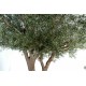 OLIVIER artificiel NEW TREE 430 cm