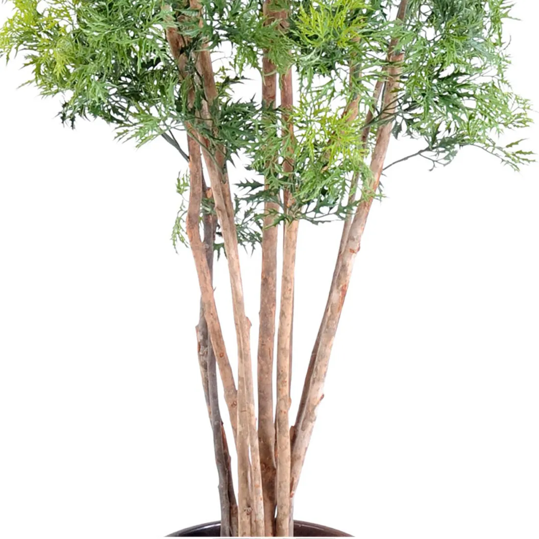 ARALIA artificiel MING NITIDA  150 et 180 cm - tronc