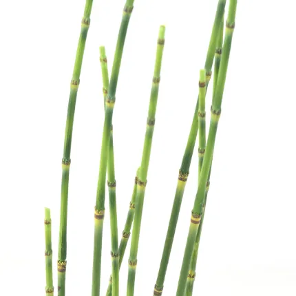 PRESLE artificielles 65 cm - tiges