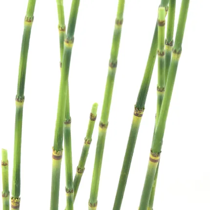 PRESLE artificielles 100 cm - tiges