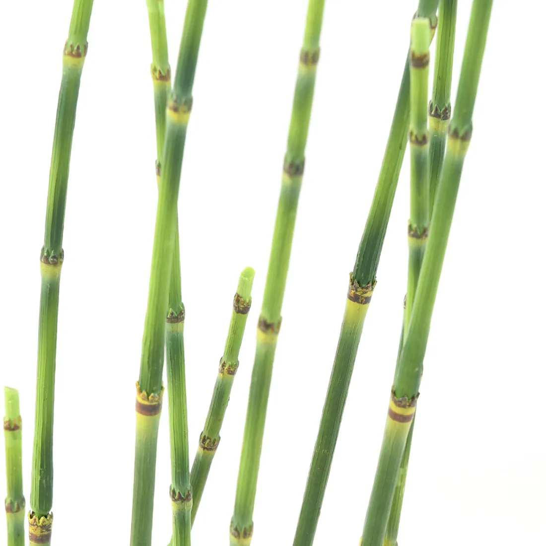 PRESLE artificielles 100 cm - tiges