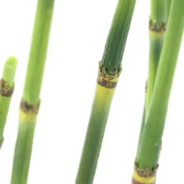 PRÊLE artificielles  65 et 100 cm - détails jointure