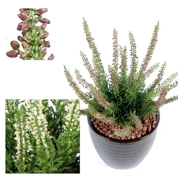 bruyère mini artificielle 30 cm