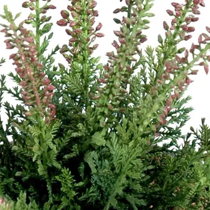 bruyère mini artificielle rose 30 cm - détail feuilles