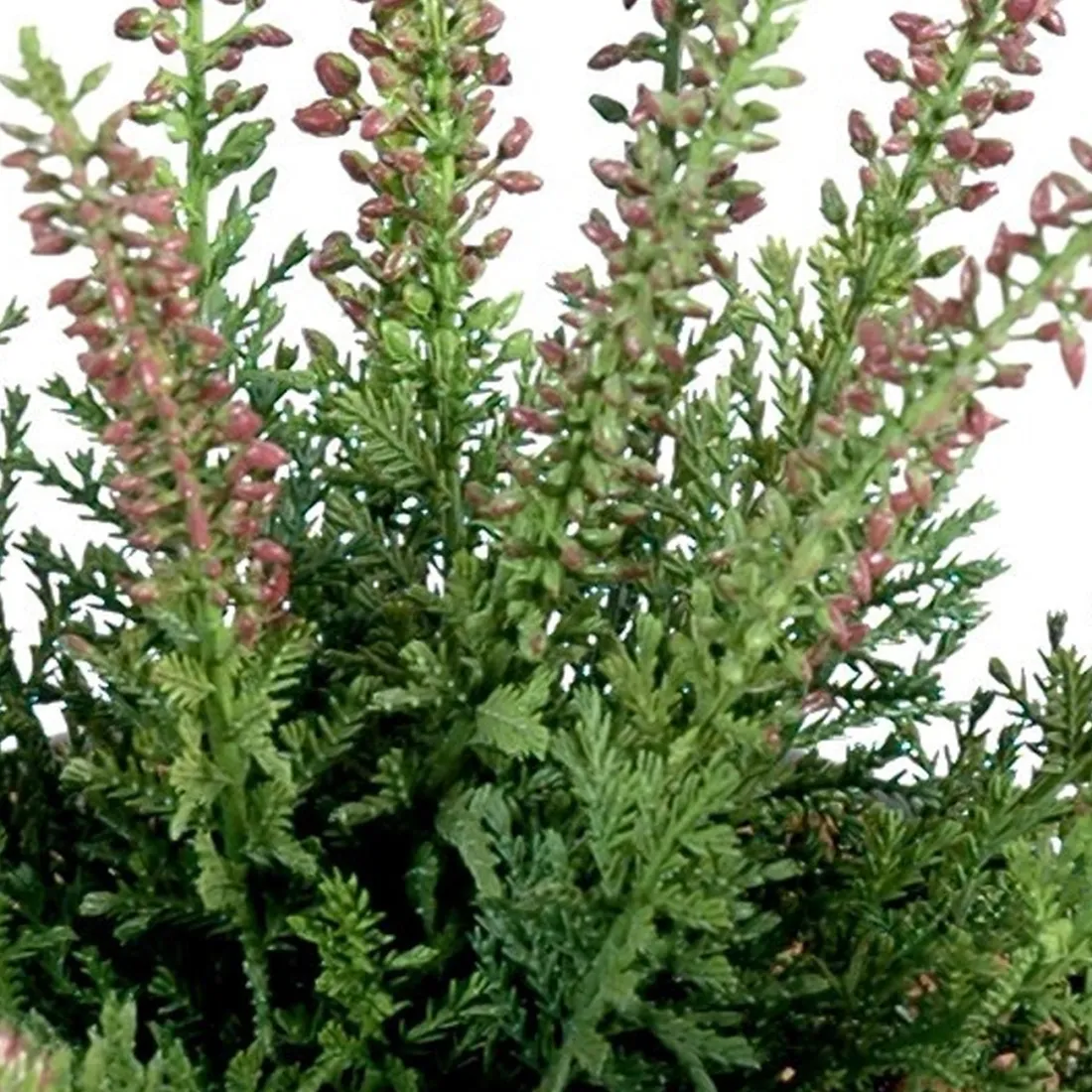 bruyère mini artificielle rose 30 cm - détail feuilles