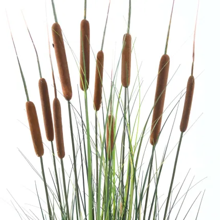 ROSEAUX artificiel 120 cm - détails pompon