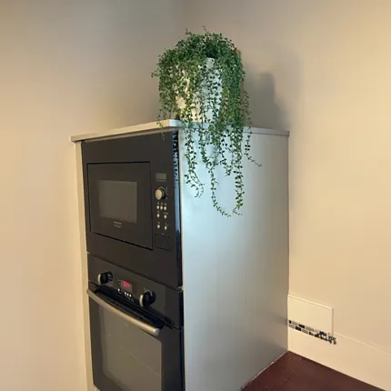 mise en situation callisia plastique artificiel dans une cuisine sur le four