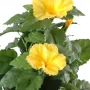 HIBISCUS artificiel 110 cm jaune - détails fleurs