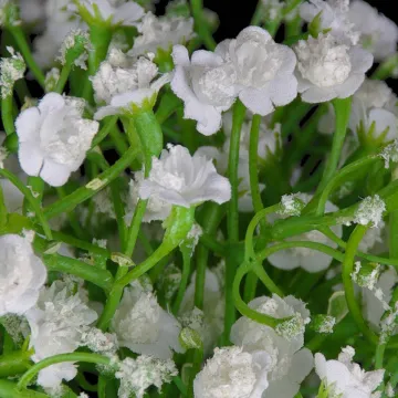 bouquet de gypsophile artificiels 25 cm - détails fleurs
